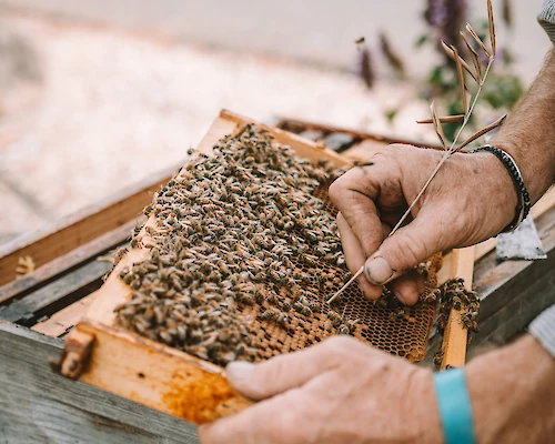 A person is handling a wooden frame filled with bees, possibly in a beekeeping process, with a few plants visible in the background.